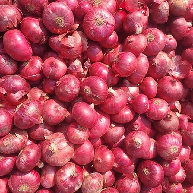 Pile of freshly harvested red onions